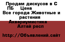 Продам дискусов в С-ПБ. › Цена ­ 3500-4500 - Все города Животные и растения » Аквариумистика   . Алтай респ.